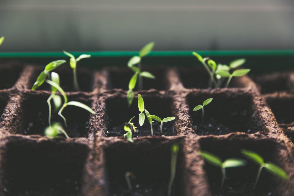 plant growth time-lapse